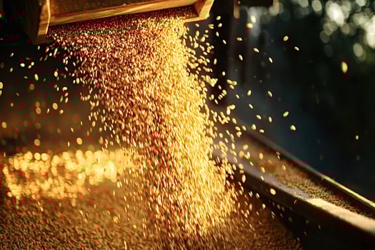 Golden wheat grains pouring from wooden container during harvest photo