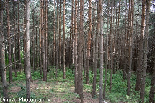 Dense pine forest growing in the wilderness photo