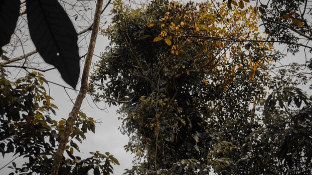 Dense Tropical Foliage in Rainforest photo