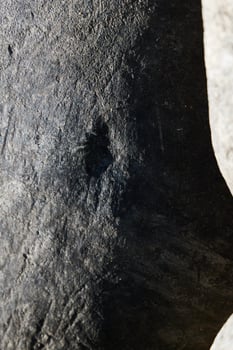 A CloseUp View of a Textured Surface Featuring Distinct Dark Markings and Patterns photo