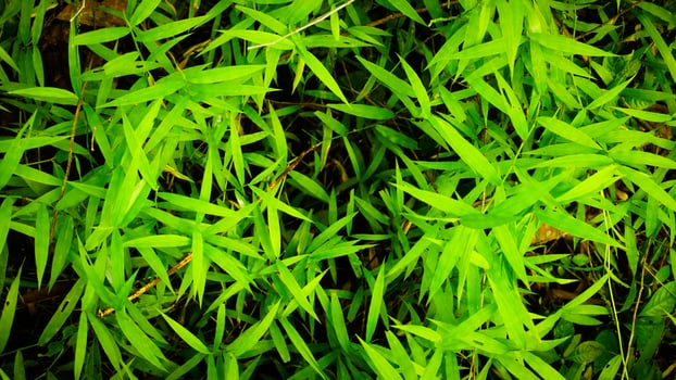Vibrant Green Bamboo Leaves Close-Up photo