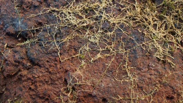 brick rustic surface material texture pattern photo