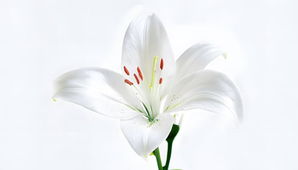 White lily on a white background photo