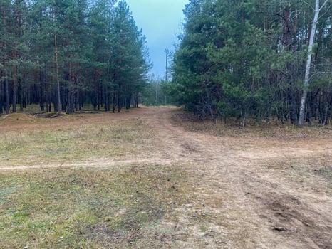 Forest glade, forest crossroads, spruce forest photo