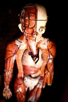 body structure model from Malmo museum photo