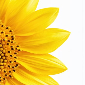 Bright yellow sunflower petals with intricate details and textures photo
