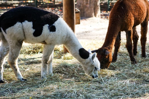 Alpacas animal. Domestic herd farm outdoor. Llama photo
