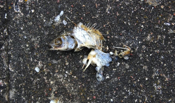 Dead fish on gravel and sand photo
