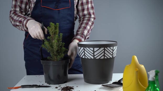 Hands of male gardener transplant small fir tree into new pot in studio on gray background. Gardening and care of domestic plants. Transplanting houseplant spruce from small to large pot at home. photo