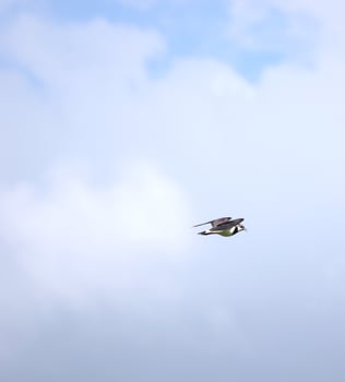 Northern lapwing, Vanellus vanellus, in flight photo