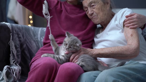 Feline therapy. Mature daughter visits senior mother in nursing home, plays with her and kitten on couch. Old woman having fun with gray Scottish Straight kitten pulling toy on string. Pet and family. photo