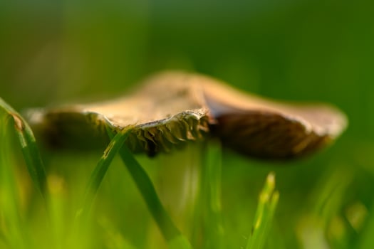 Mushroom emerging from lush green grass in a tranquil meadow at early morning light photo