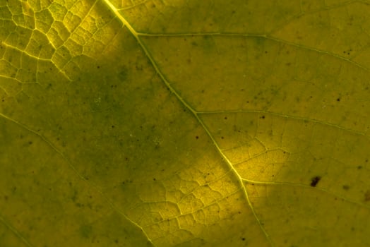 Intricate patterns of a sunlit leaf revealing nature's vibrant textures and colors in a serene moment photo