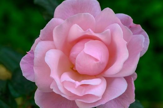 Blossoming pink rose surrounded by lush green foliage in a serene garden at sunrise photo