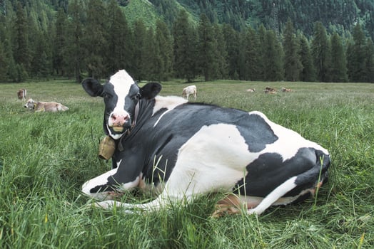 Friesian cow in the meadow photo
