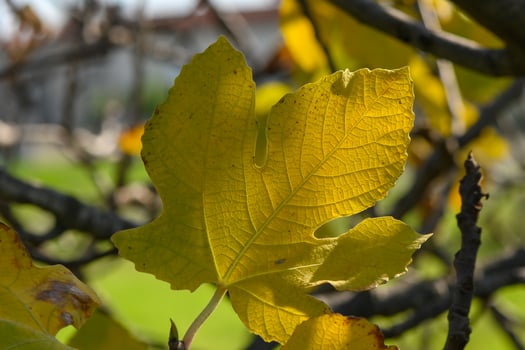 Bright yellow leaf glistens in the warm sunlight of an autumn afternoon in a serene park photo