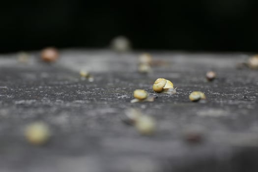 Big group of slugs on stone in rainy weather. photo