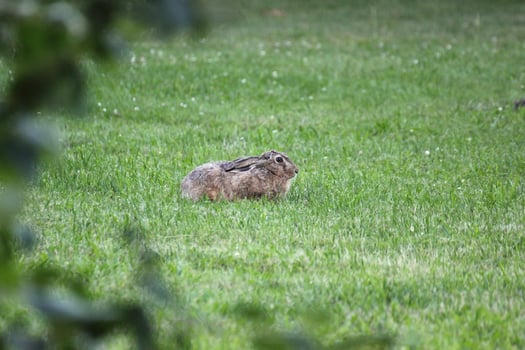 The European hare - Lepus europaeus - sitting in grass and watching in alertness. photo