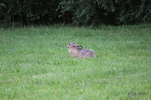 European hare - Lepus europaeus - sitting in grass and watching in alertness photo