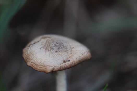 Shriveled agaric mushroom in grass. photo