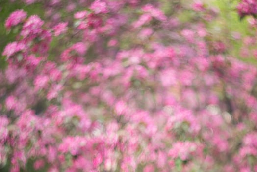 blossoming apple-tree in a spring garden backround photo