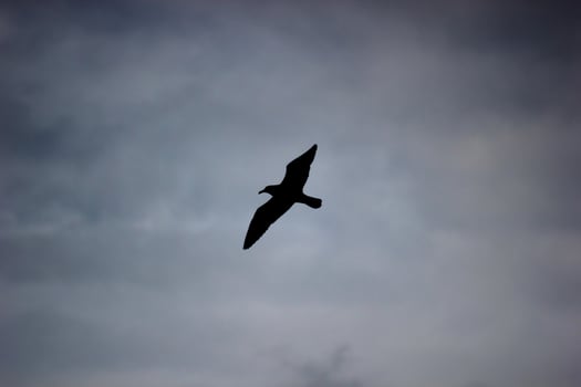 Pure black silhouette of a gull in the sky photo