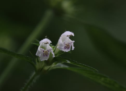 Hemp-nettle species Galeopsis pubescens subsp. murriana with blossoms. photo