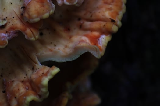 The bracket fungus Laetiporus sulphureus, also known as crab of the woods. photo