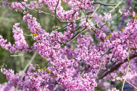 Branches of a flowering Judas tree with small dark pink flowers covering the bare branches. photo