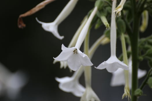 Bossoms of woodland tobacco Nicotiana sylvestris, used as an ornamental plant. photo