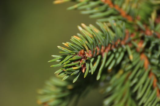 Twig of a spruce Picea with green background photo