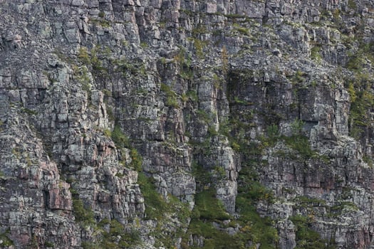 Rock cliff with growing plants. photo