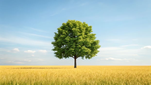 Solitary lush green tree in a meadow nature landscape eye-level view of tranquil environment photo