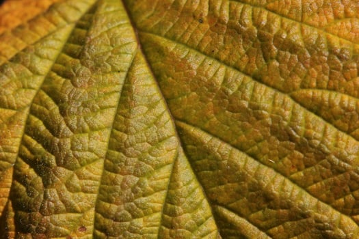 Yellow blackberry Rubus leaf with reflections of sunlight photo