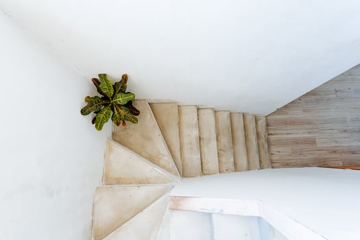 A stairway with a plant on it photo