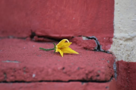 Yellow blossom of a tomato plant Solanum lycopersicum. photo