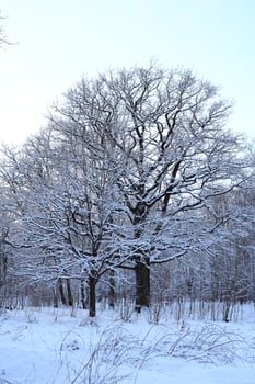 Discover the enchanting beauty of a serene Winter Wonderland with snowcovered trees photo