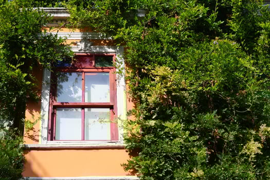 A lovely and charming window framed beautifully by lush and vibrant greenery photo