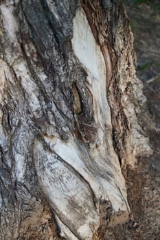 A Magnificent CloseUp of an Unusual Tree Bark Texture and Intricate Patterns Revealed photo