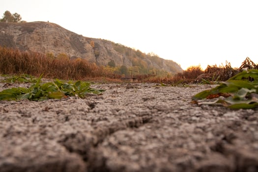 A dirt road with plants growing on it photo