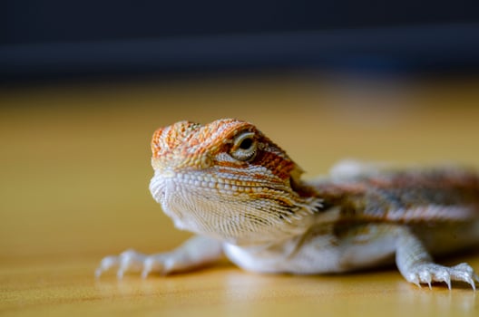 Close up of bearded dragon on wooden background with customizable space for text photo
