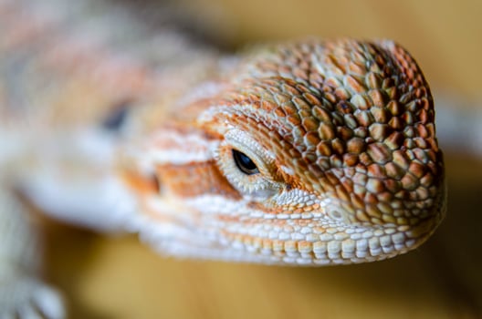 Side view of a close up of bearded dragon head on wooden background photo