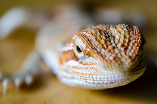 Close up of bearded dragon with customizable space for text. Lizard and copy space. photo