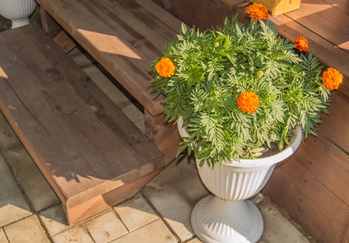 A flower pot with orange flowers photo