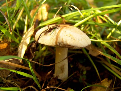 Forest mushroom close view background creative wallpaper photo