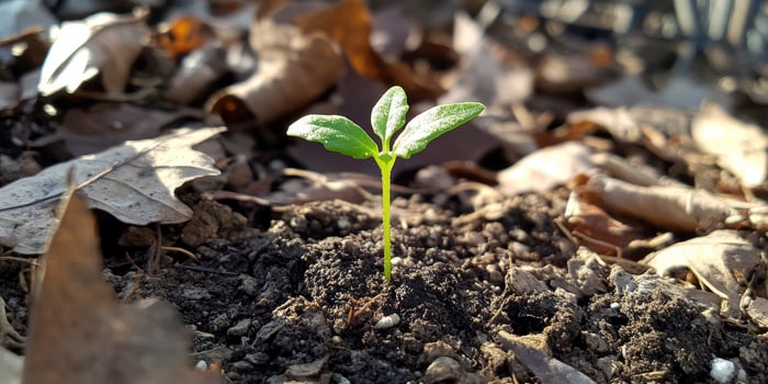 A small plant is growing in the dirt photo