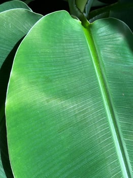 Large banana leaf photo