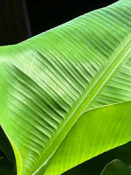 Banana leaf in dark background photo