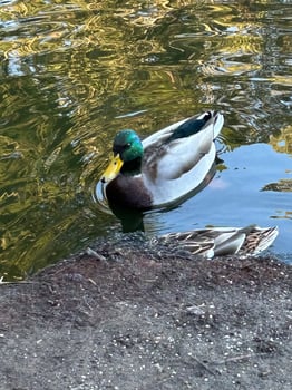 One Mallard at the dusk photo