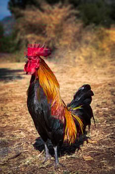 full body of male hybrid red jungle fowl with domestic thai rooster photo